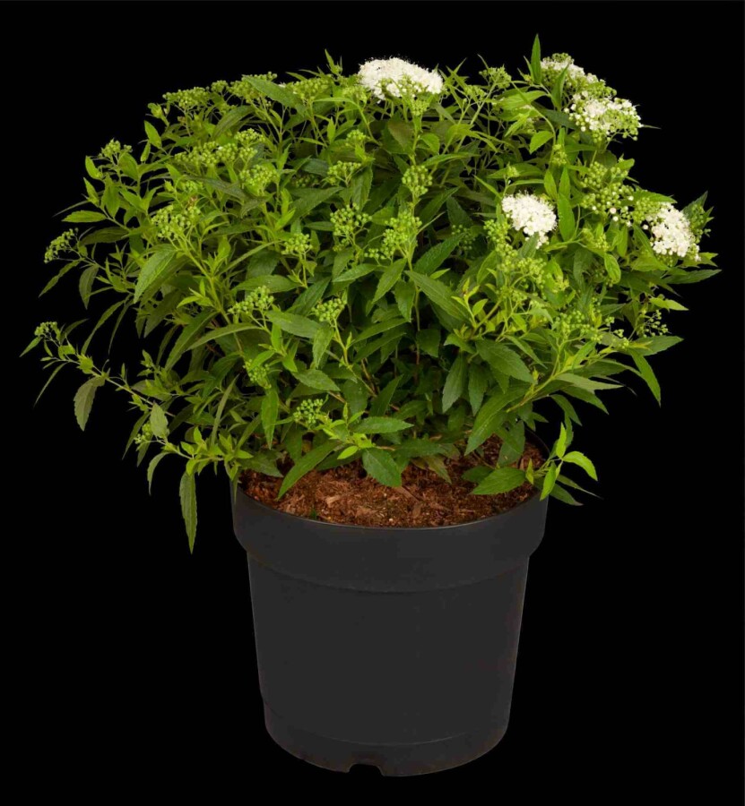 Spirée blanche Spiraea japonica 'Albiflora' arbuste 15-20 C1,3 Spiraea japonica 'Albiflora' arbuste 15-20 cm