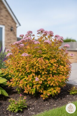 Spiraea japonica 'Goldflame' arbuste 30-40 cm