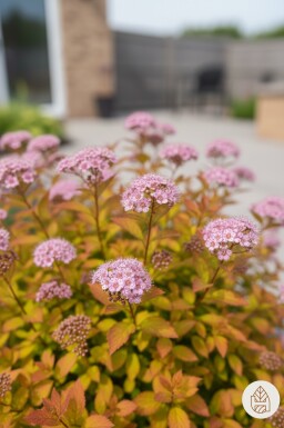 Spiraea japonica 'Goldflame' arbuste 30-35 cm