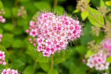 Spirée du japon Spiraea japonica 'Little Princess' arbuste 30-40 C10 Spiraea japonica 'Little Princess' arbuste 30-40 cm