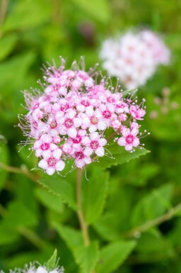 Spiraea japonica 'Little Princess' C3 30-40