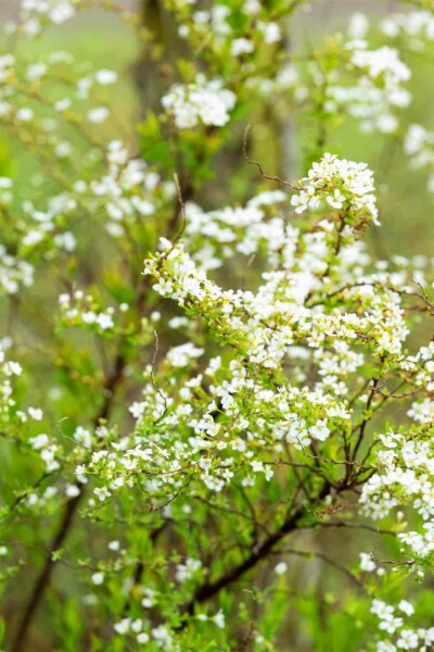 Spiraea thunbergii C1,5 20-30
