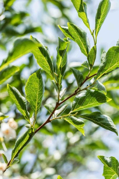 Arbre à neige Styrax japonicus arbuste 80-100 C12 Styrax japonicus arbuste 80-100 cm