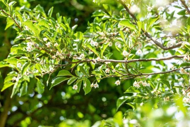 Styrax japonicus C12 80-100