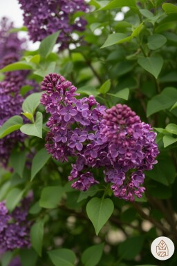 Syringa 'Bloomerang Dark Purple' arbuste 30-40 cm