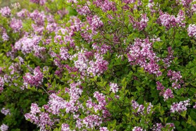 Lilas de meyer Syringa meyeri 'Palibin' arbuste 30-40 C3 Syringa meyeri 'Palibin' arbuste 30-40 cm