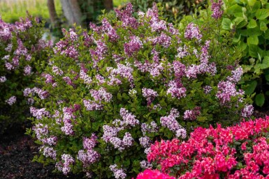 Lilas de meyer Syringa meyeri 'Palibin' arbuste 50-60 C7,5 Syringa meyeri 'Palibin' arbuste 50-60 cm