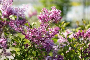 Lilas de meyer Syringa meyeri 'Palibin' arbuste 50-60 C7,5 Syringa meyeri 'Palibin' arbuste 50-60 cm