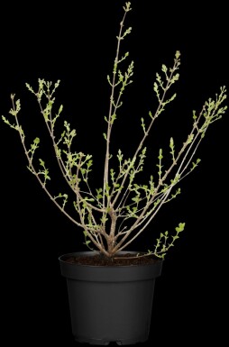 Lilas de meyer Syringa meyeri 'Palibin' arbuste 50-60 C7,5 Syringa meyeri 'Palibin' arbuste 50-60 cm