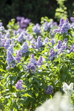 Lilas Syringa vulgaris arbuste 30-50 C2 Syringa vulgaris arbuste 30-50 cm
