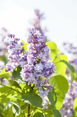 Lilas Syringa vulgaris arbuste 30-50 C2 Syringa vulgaris arbuste 30-50 cm