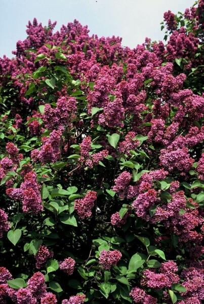 Syringa vulgaris 'Andenken an Ludwig Spath' arbuste 100-125 cm