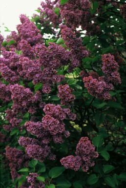 Syringa vulgaris 'Andenken an Ludwig Spath' arbuste 100-125 cm