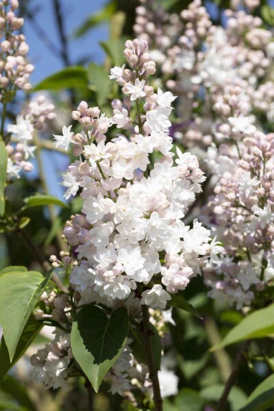 Syringa vulgaris 'Beauty of Moscow' C7,5 60-80