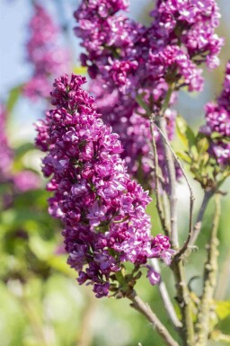 Lilas commun Syringa vulgaris 'Charles Joly' arbuste 80-100 C12 Syringa vulgaris 'Charles Joly' arbuste 80-100 cm