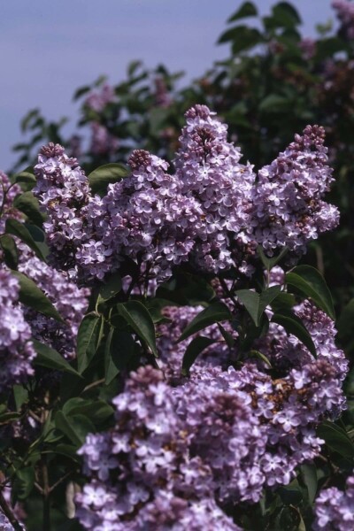 Syringa vulgaris 'Michel Buchner' arbuste 100-125 cm
