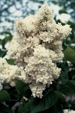 lilas commun Syringa vulgaris 'Mme Lemoine' arbuste Syringa vulgaris 'Mme Lemoine' arbuste