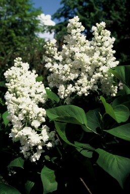 lilas commun Syringa vulgaris 'Mme Lemoine' arbuste Syringa vulgaris 'Mme Lemoine' arbuste