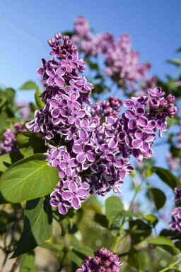Lilas Syringa vulgaris 'Sensation' arbuste 30-40 C3 Syringa vulgaris 'Sensation' arbuste 30-40 cm