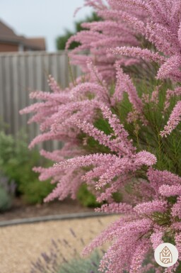 Tamarix ramosissima arbuste 60-100 cm