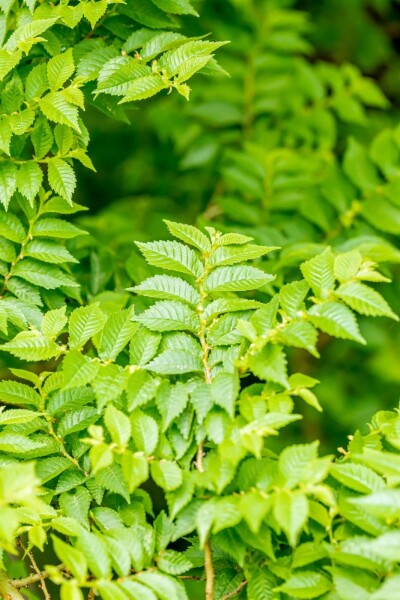 Ormeau Ulmus minor 'Jacqueline Hillier' arbuste 60-80 C20 Ulmus minor 'Jacqueline Hillier' arbuste 60-80 cm