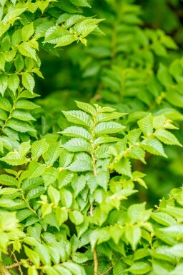 Ormeau Ulmus minor 'Jacqueline Hillier' arbuste 60-80 C20 Ulmus minor 'Jacqueline Hillier' arbuste 60-80 cm