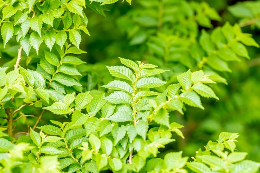 Ormeau Ulmus minor 'Jacqueline Hillier' arbuste 60-80 C20 Ulmus minor 'Jacqueline Hillier' arbuste 60-80 cm