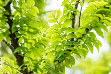 Ormeau Ulmus minor 'Jacqueline Hillier' arbuste 60-80 C20 Ulmus minor 'Jacqueline Hillier' arbuste 60-80 cm