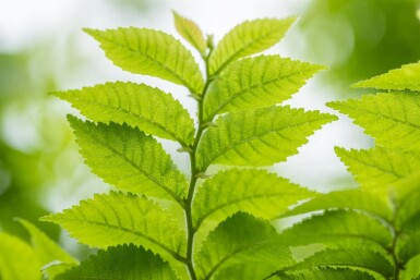 Ormeau Ulmus minor 'Jacqueline Hillier' arbuste 60-80 C20 Ulmus minor 'Jacqueline Hillier' arbuste 60-80 cm