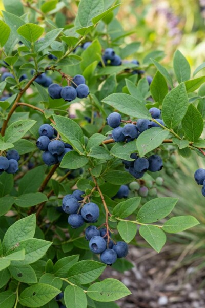 Vaccinium corymbosum 'Goldtraube' arbuste 40-50 cm