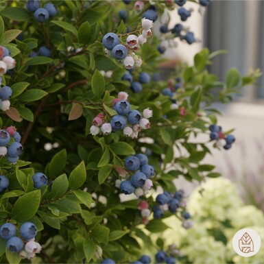 Vaccinium corymbosum 'Goldtraube' arbuste 40-50 cm