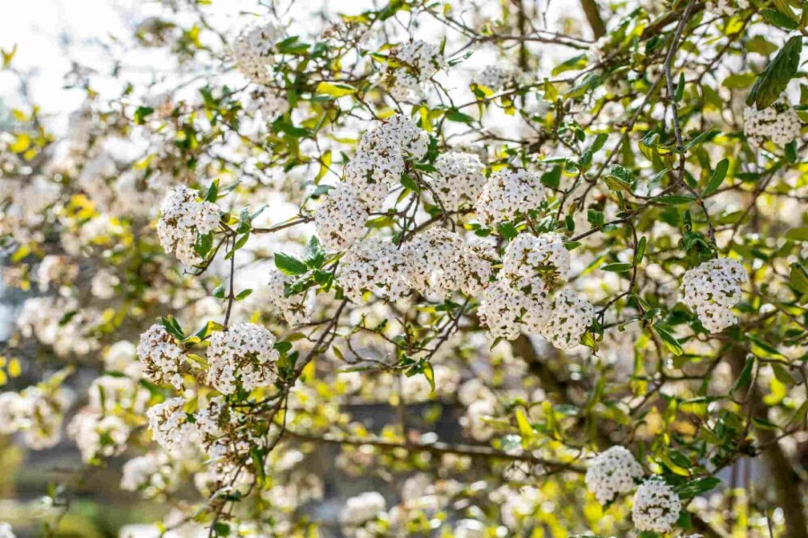 Viorne de burkwood Viburnum burkwoodii arbuste 30-40 C3 Viburnum burkwoodii arbuste 30-40 cm