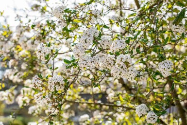 Viorne de burkwood Viburnum burkwoodii arbuste 30-40 C3 Viburnum burkwoodii arbuste 30-40 cm
