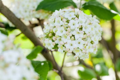 Viorne boule de neige Viburnum carlcephalum arbuste 30-40 C3 Viburnum carlcephalum arbuste 30-40 cm