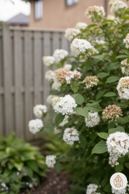 Viburnum carlesii 'Aurora' arbuste 30-40 cm
