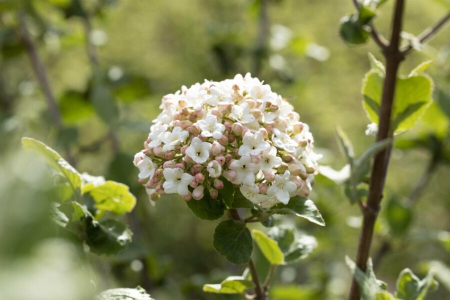 Viorne de carles Viburnum carlesii 'Aurora' arbuste 40-50 C5 Viburnum carlesii 'Aurora' arbuste 40-50 cm