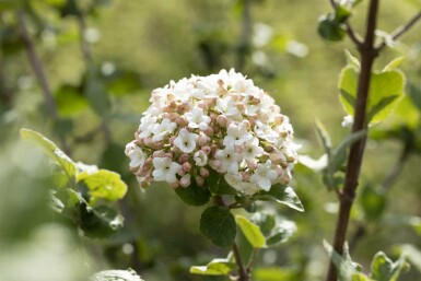 Viorne de carles Viburnum carlesii 'Aurora' arbuste 40-50 C5 Viburnum carlesii 'Aurora' arbuste 40-50 cm