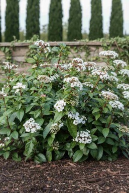 Viorne Viburnum hillieri 'Winton' arbuste 60-80 C10 Viburnum hillieri 'Winton' arbuste 60-80 cm