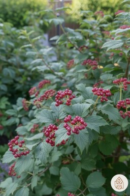 Viburnum lantana arbuste 80-100 cm