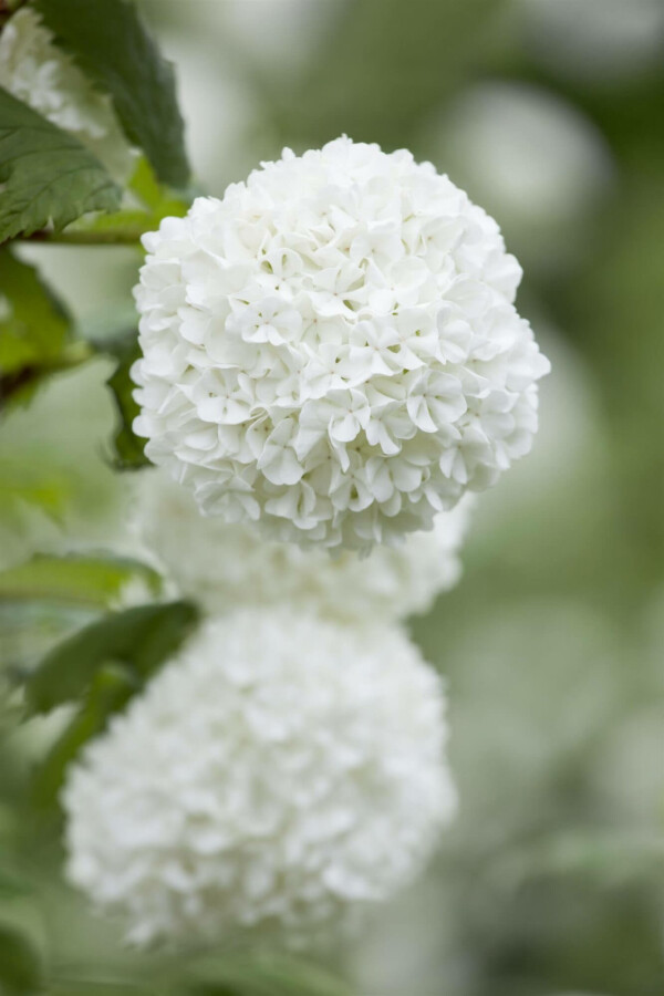 Boule de neige Viburnum opulus arbuste 40-60 C2,5 Viburnum opulus arbuste 40-60 cm