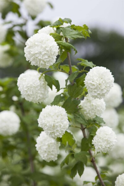 Boule de neige Viburnum opulus arbuste 60-80 C6,5 Viburnum opulus arbuste 60-80 cm
