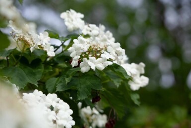 Boule de neige Viburnum opulus arbuste 60-80 C6,5 Viburnum opulus arbuste 60-80 cm