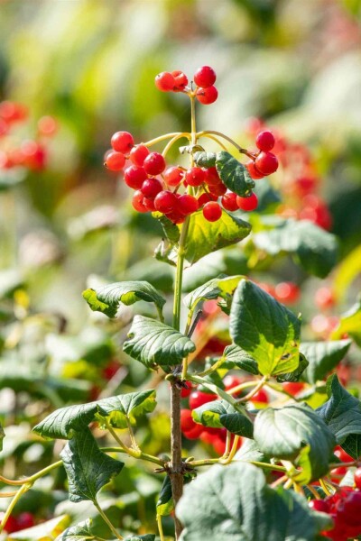 Boule de neige Viburnum opulus 'Compactum' arbuste 50-60 C7,5 Viburnum opulus 'Compactum' arbuste 50-60 cm