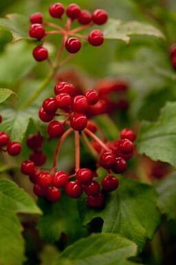 Boule de neige Viburnum opulus 'Compactum' arbuste 50-60 C7,5 Viburnum opulus 'Compactum' arbuste 50-60 cm