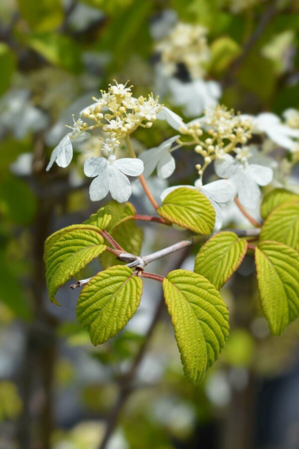 Viorne plissée Viburnum plicatum 'Kilimandjaro Sunrise' arbuste 50-60 C7 Viburnum plicatum 'Kilimandjaro Sunrise' arbuste 50-60 cm