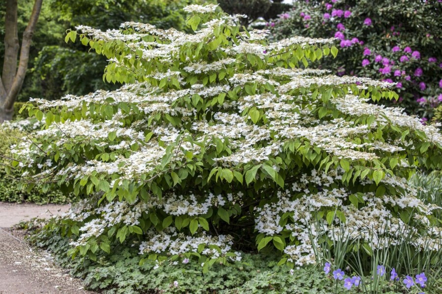 Viorne japonaise Viburnum plicatum 'Mariesii' arbuste 40-60 C5 Viburnum plicatum 'Mariesii' arbuste 40-60 cm