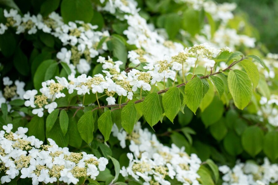 Viorne japonaise Viburnum plicatum 'Mariesii' arbuste 40-60 C5 Viburnum plicatum 'Mariesii' arbuste 40-60 cm