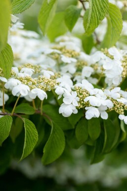 Viorne japonaise Viburnum plicatum 'Mariesii' arbuste 40-60 C5 Viburnum plicatum 'Mariesii' arbuste 40-60 cm