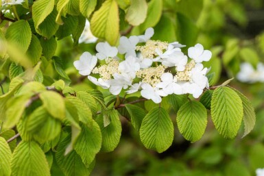 Viorne du japon Viburnum plicatum 'Tomentosum' arbuste 30-40 C3 Viburnum plicatum 'Tomentosum' arbuste 30-40 cm