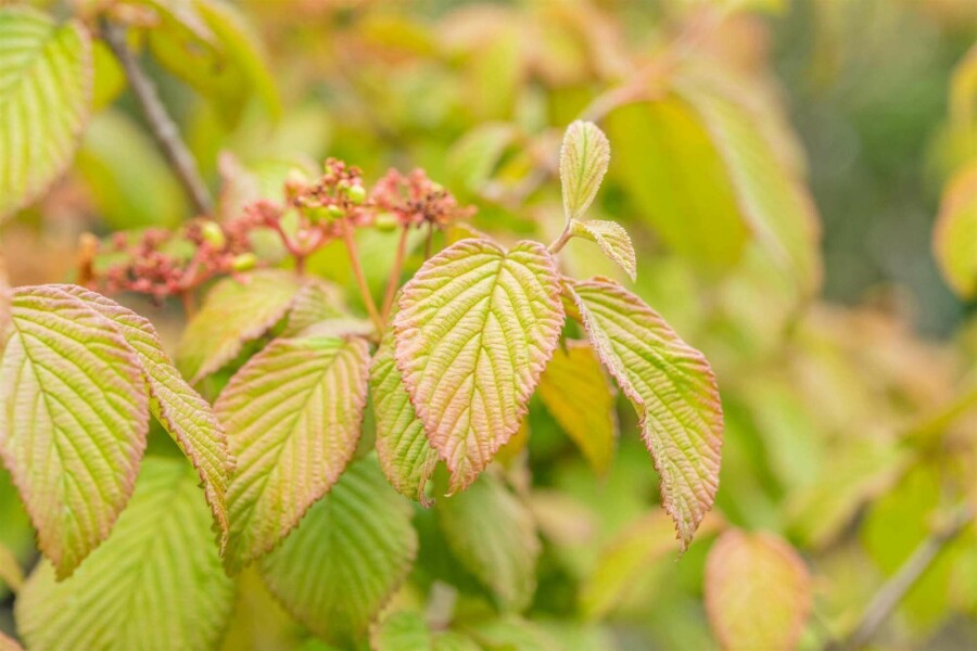 Viorne du japon Viburnum plicatum 'Tomentosum' arbuste 50-60 C5 Viburnum plicatum 'Tomentosum' arbuste 50-60 cm